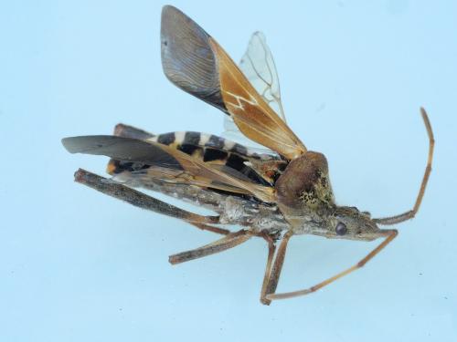 Leptoglossus occidentalis
