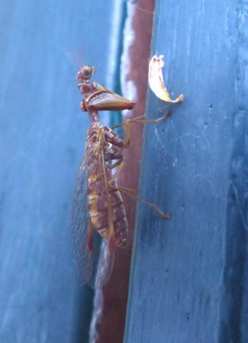 Réf. 307 273 : Mantispa styriaca
