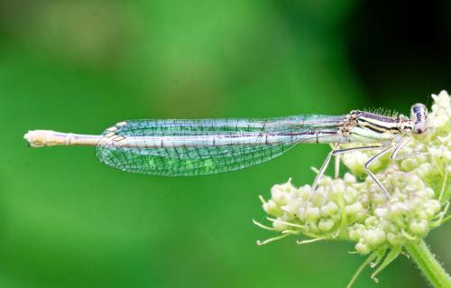 Platycnemis pennipes