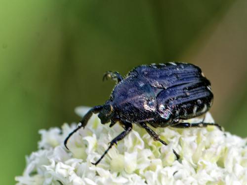 Oxythyrea funesta