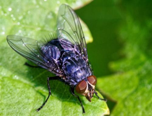 Réf. 307 006 : Calliphora vicina