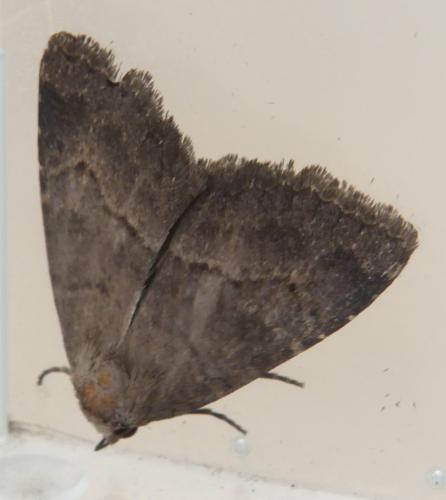 Anthracia ephialtes