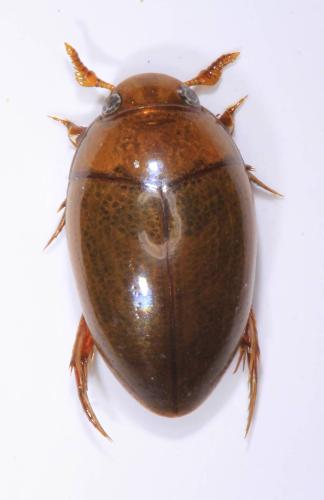 Noterus laevis