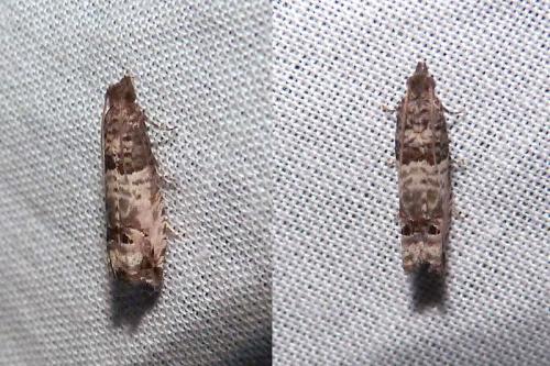 Notocelia incarnatana