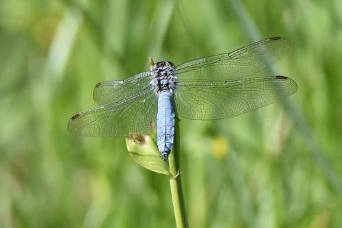 Orthetrum brunneum