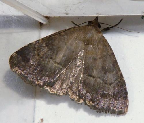 Anthracia ephialtes