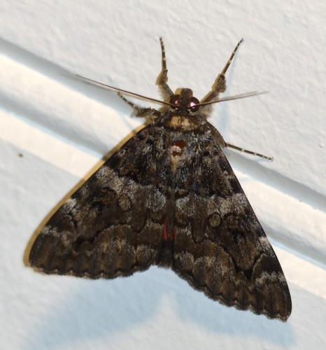 Catocala coniuncta