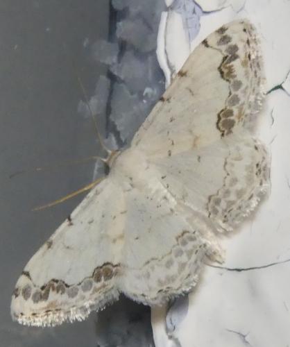 Réf. 307 628 : Scopula decorata