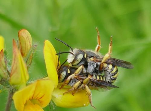 Réf. 307 351 : Anthidium oblongatum