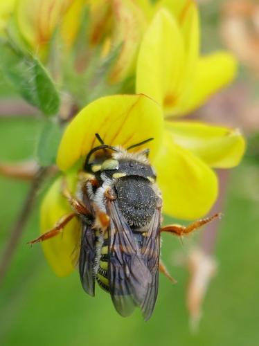 Réf. 307 352 : Anthidium oblongatum