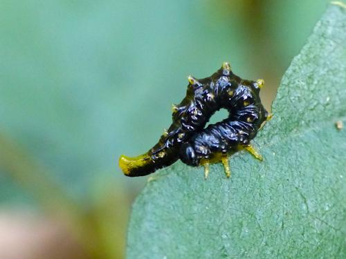 Nematus latipes