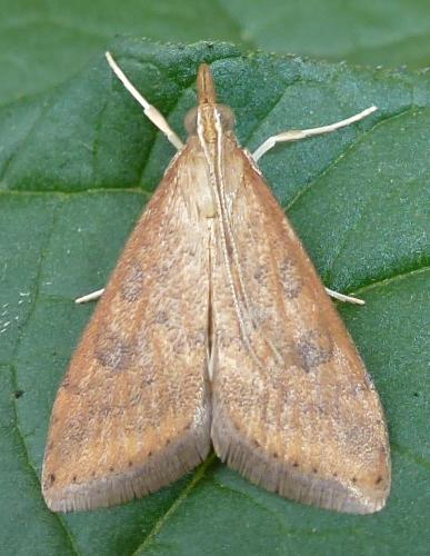 Réf. 307 513 : Udea ferrugalis