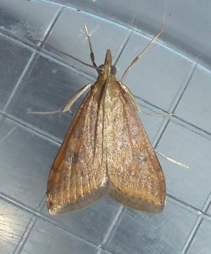 Réf. 307 514 : Udea ferrugalis