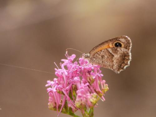 Pyronia cecilia
