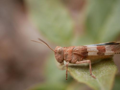Réf. 307 297 : Oedipoda caerulescens caerulescens