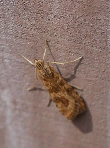 Nomophila noctuella