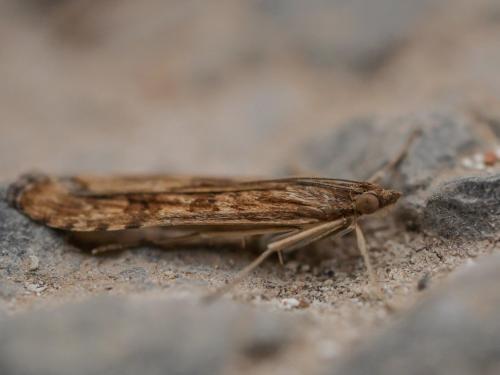 Nomophila noctuella