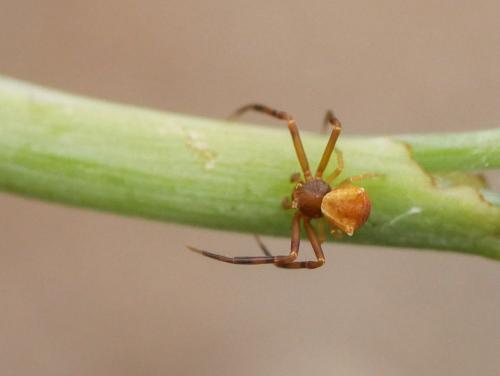Thomisus onustus