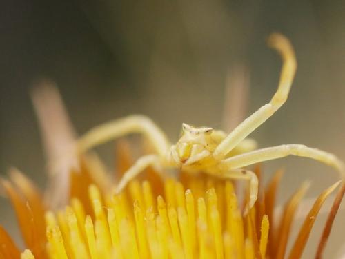Thomisus onustus