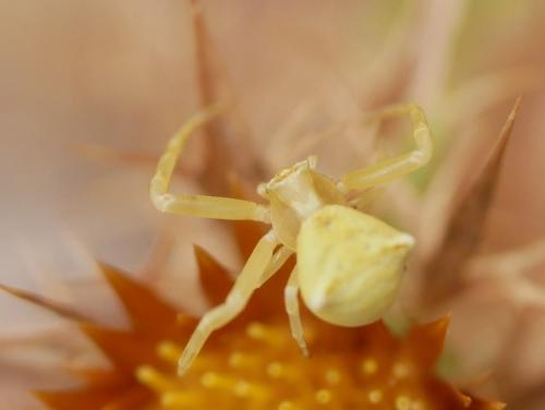 Réf. 307 339 : Thomisus onustus