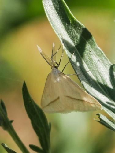 Aspitates gilvaria