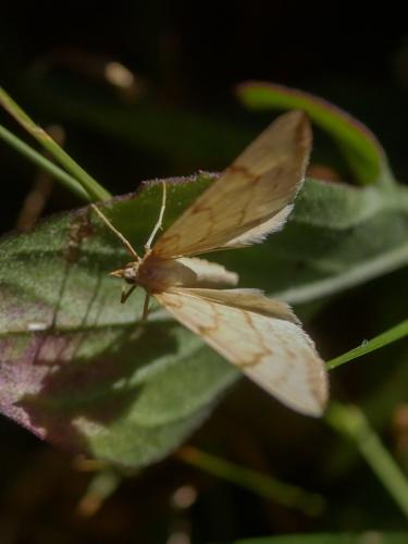 Réf. 307 579 : Gandaritis pyraliata