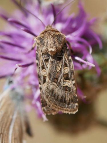 Réf. 307 636 : Chersotis sp.
