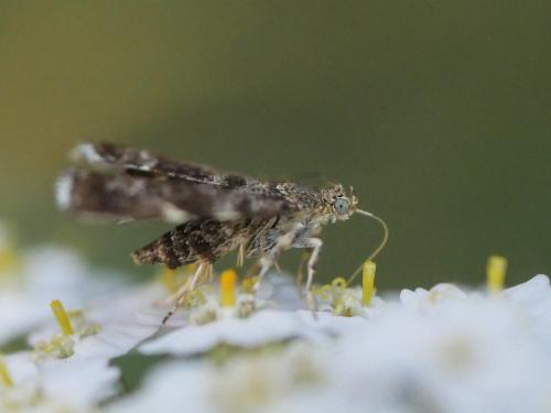 Anthophila fabriciana