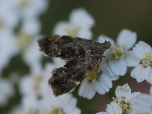 Anthophila fabriciana