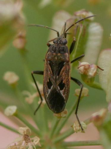 Rhyparochromus pini