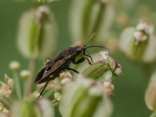 Rhyparochromus pini
