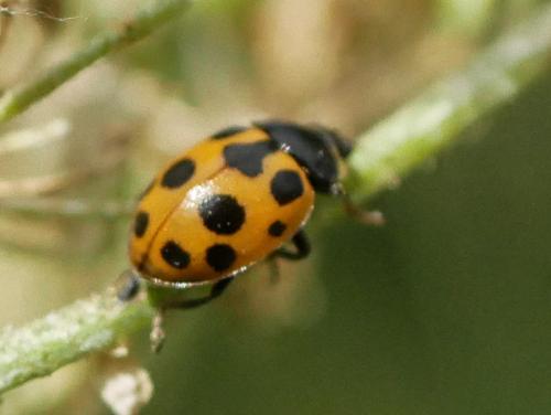 Réf. 307 705 : Ceratomegilla notata
