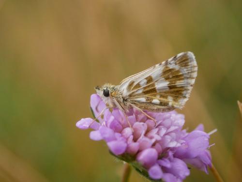 Pyrgus sp.