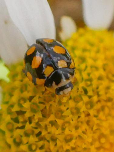 Réf. 307 832 : Coccinula quatuordecimpustulata