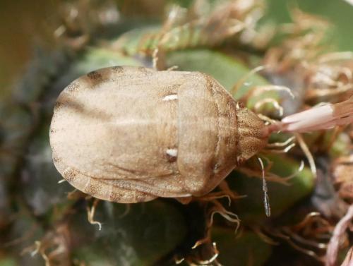 Réf. 307 836 : Eurygaster maura