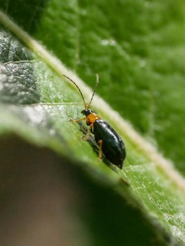 Réf. 307 891 : Luperus viridipennis