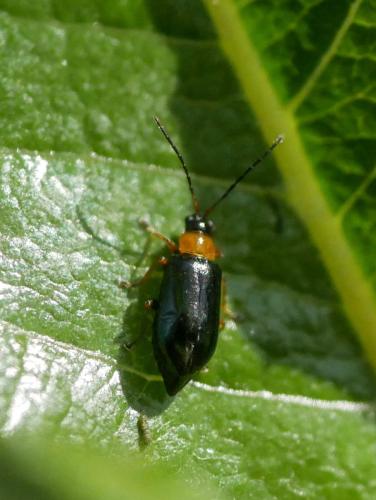 Réf. 307 890 : Luperus viridipennis