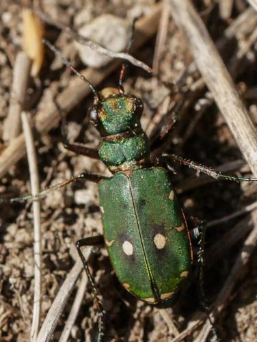 Réf. 307 895 : Cicindela campestris