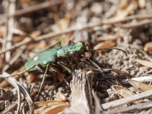 Réf. 307 896 : Cicindela campestris