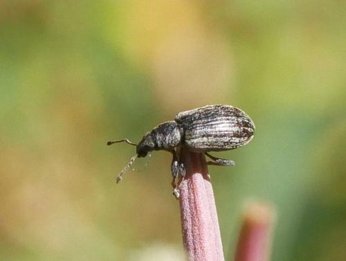 Réf. 307 892 : Polydrusus aeratus