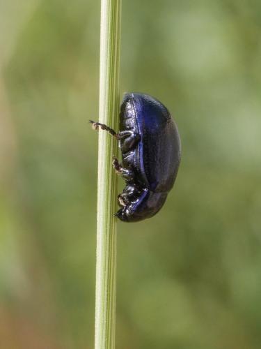 Réf. 307 893 : Chrysolina sp.