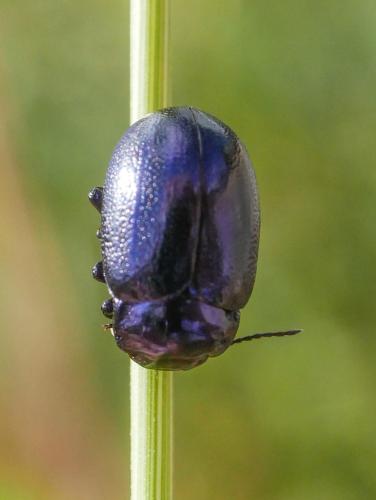 Réf. 307 894 : Chrysolina sp.