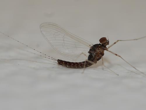 Réf. 307 016 : Cloeon dipterum