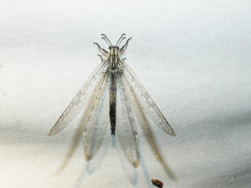 Synclisis baetica