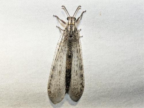 Synclisis baetica