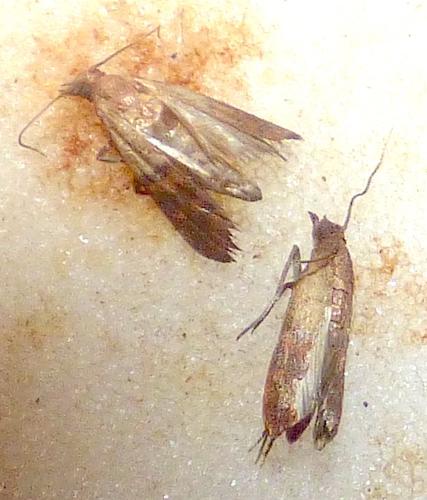 Plodia interpunctella