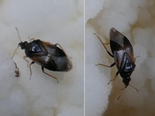 Orius sp.