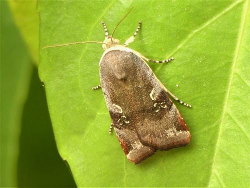 Noctua sp.