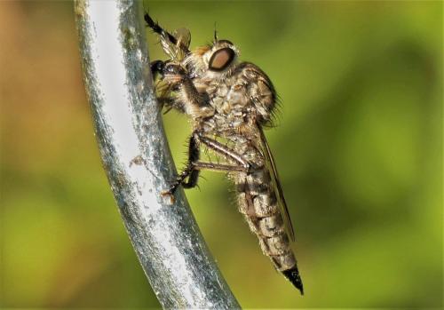 Machimus cyanopus