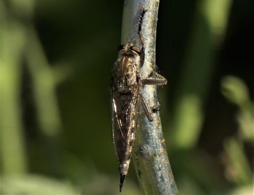 Machimus cyanopus